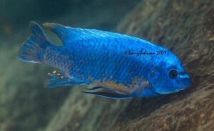 Labeotropheus fuelleborni 'Luwino Reef'